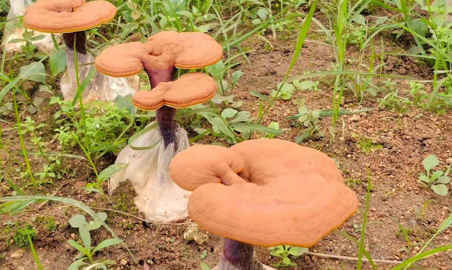 泰山灵芝基地：如何培育灵芝孢子粉？